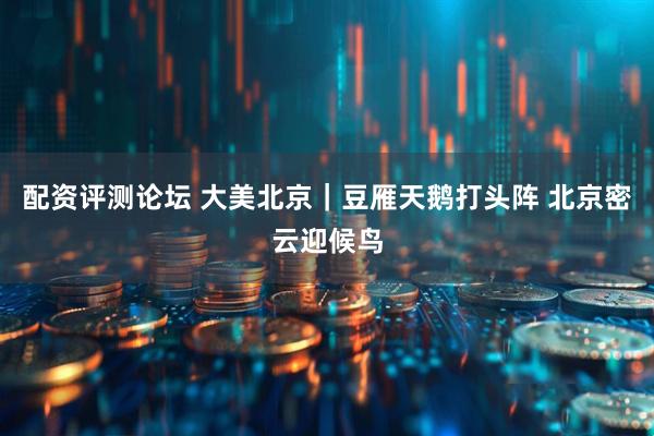 配资评测论坛 大美北京｜豆雁天鹅打头阵 北京密云迎候鸟